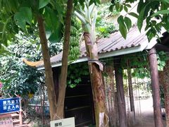 -呀路古热带植物园