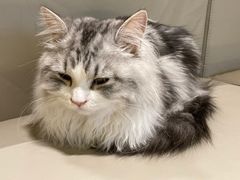 -猫腻·猫咖·撸猫馆(星光大道店)