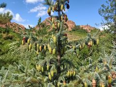 -红山国家森林公园