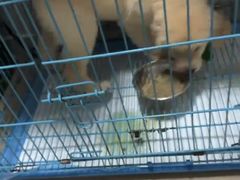 -翊宠yipet猫狗购宠庄园