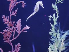 -上海海洋水族馆