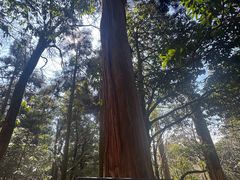 -天目山大树王景区