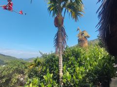 -海南槟榔谷黎苗文化旅游区