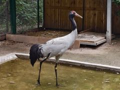 -青藏高原野生动物园