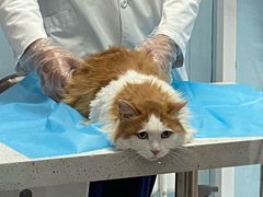 -纳吉亚猫专科动物诊疗中心(蒋宅口分院)