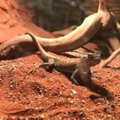 -酷嗒动物文化乐园(cutezoo西溪乐天城店)