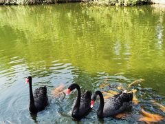 -海南热带野生动植物园