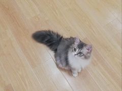 -有喵·猫咖·狗咖·40+猫狗有小奶狗(岗厦店)