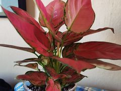 -花鸟鱼虫鲜花绿植市场(玉泉路店)