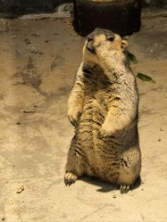 -酷嗒动物文化乐园(cutezoo西溪乐天城店)