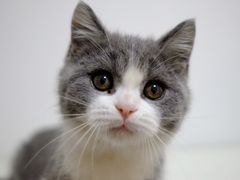 -袖虎·猫馆(体育西路店)