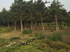 -蒲河岛湿地公园