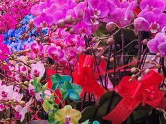 -花鸟鱼虫鲜花绿植市场(玉泉路店)