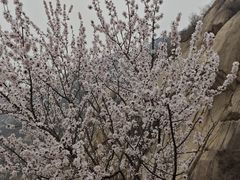-北京凤凰岭