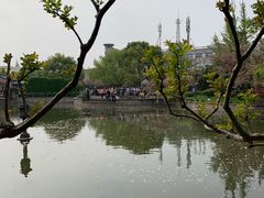 -嘉定紫藤园