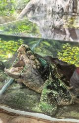 -Zoolung Zoolung动物主题公园(海信广场店)
