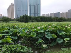 -艾溪湖湿地公园