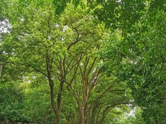 -上海佘山国家森林公园天马山园