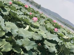 景点-西湖游船