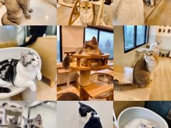-有喵·猫咖·狗咖·30几只猫10只小狗(岗厦店)