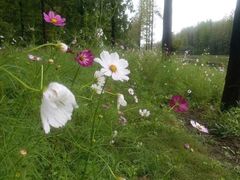 -黄海国家森林公园