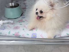 -北京派仕佳德动物医院·超导核磁·CT·神经科·骨科·内外科·急重症管理中心