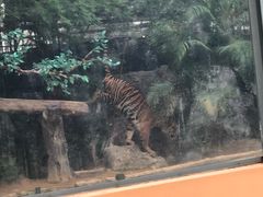 -清迈夜间动物园