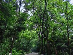 -铁山坪森林公园