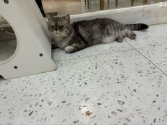 -喵园·猫主题咖啡厅·撸猫·猫咖(国贸店)