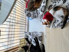 -瑞鹏宠物医院·骨科·猫科·内科(第一中心)