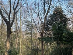 -上海佘山国家森林公园天马山园