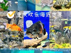 -重庆欢乐海底世界