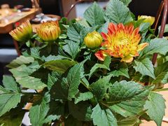 -一朵菌·野生菌探索家火锅(南亚店)