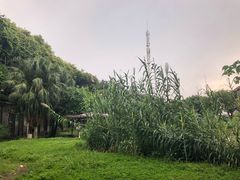 -广东紫坭糖厂(桥头路)