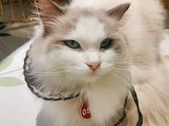 -喵喵咪呀布偶猫咖(春熙路店)