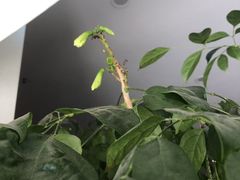 -华祥苑茶馆•国缤茶小蓝罐(普罗旺斯店)