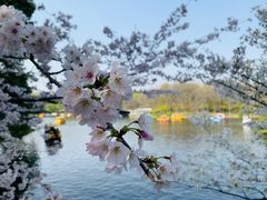 -上海共青森林公园