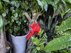 -青石桥花鸟鱼虫市场(叠翠城店)