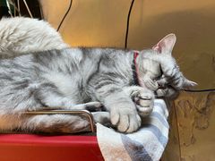 -猫色咖啡·猫咖