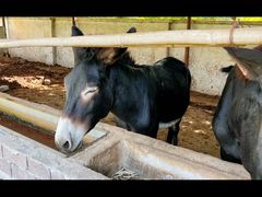 -元鼎宝驴香·全驴宴(江宁店)