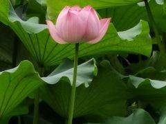 -老桂湖公园-杨升庵博物馆