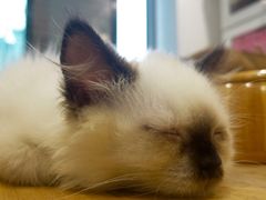 -楼上猫咖(罗湖店)
