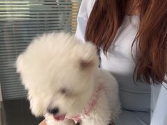 -瑞派福兴宠物医院犬猫全科·骨科·中西医结合(河东店)