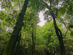 -火炉山森林公园