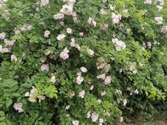 -白鹭湾湿地公园