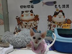 -糯米喵星人总部直营旗舰店·猫舍·幼猫出售