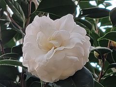-观山美厨·精致粤菜(西樵店)