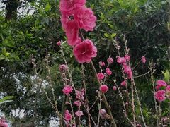 -中山市树木园