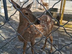 -长白岛森林公园