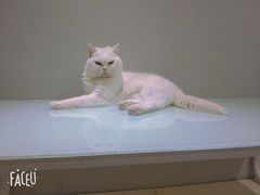 -喵的天空名猫咖啡馆·撸猫·猫舍·用品